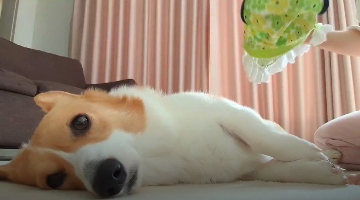 投稿動画のワンシーン