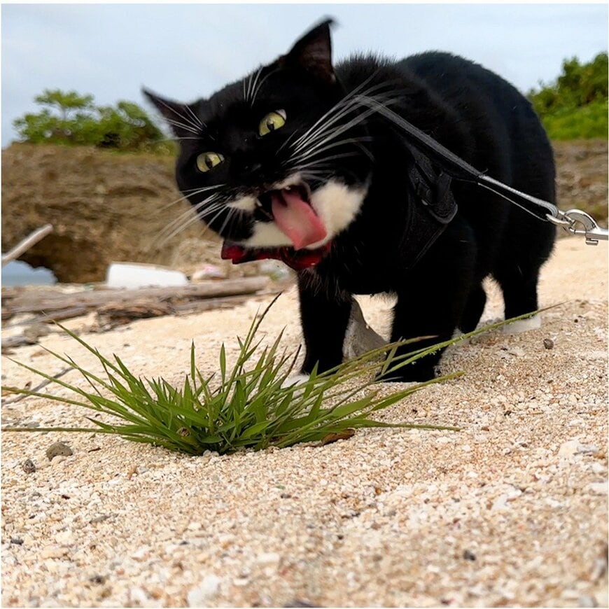Xに投稿する写真