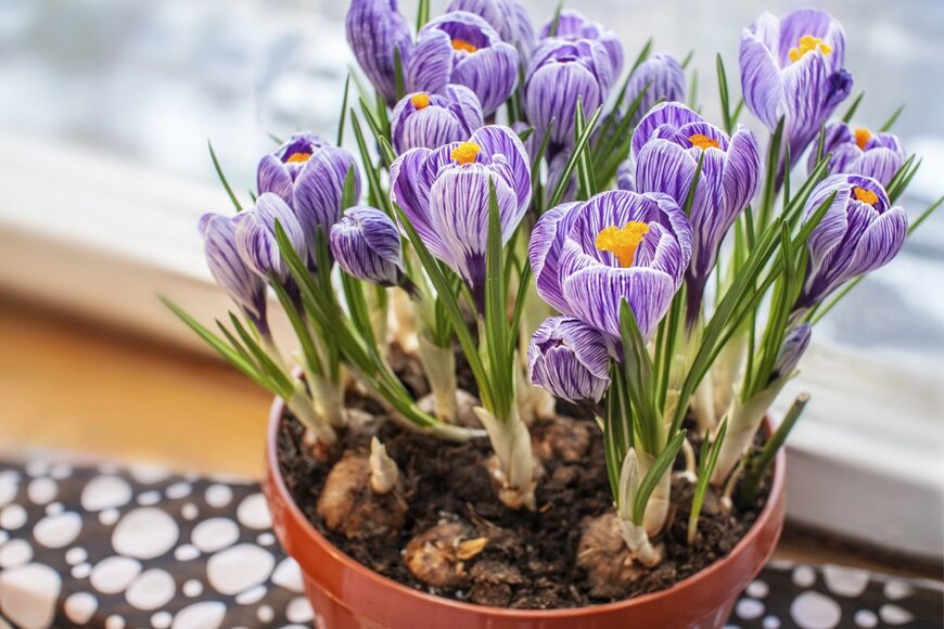 紫のクロッカス