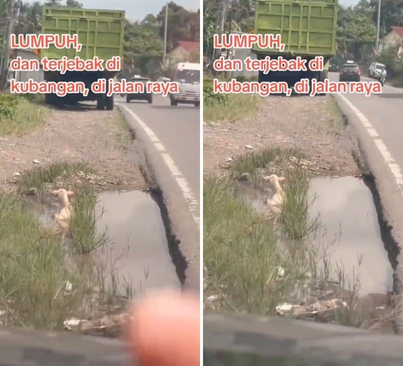 出所：<u><a href="https://www.tiktok.com/@jambidoglover/video/7653080313773739271" target="_blank">@jambidoglover</a></u>
