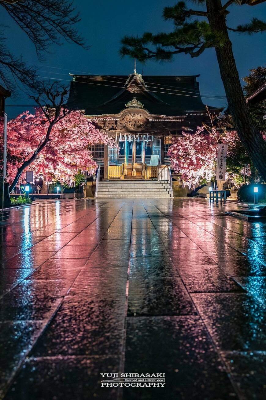 雨の日の桜神宮