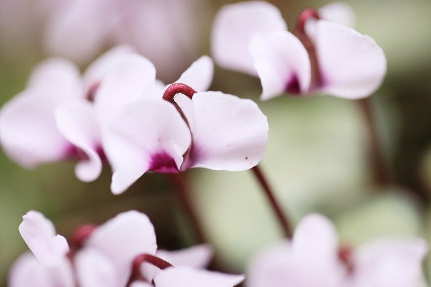 花の中心がワインレッドの、白い花を咲かせている、原種シクラメン・コウム