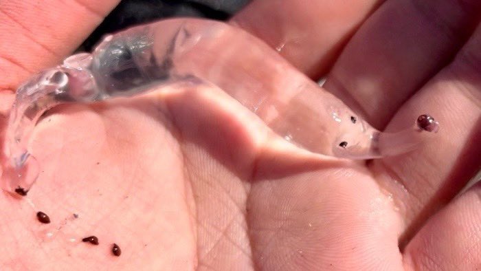 港で発見されたゾウクラゲ