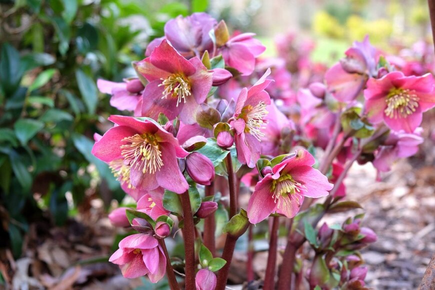 ピンク色のクリスマスローズ。