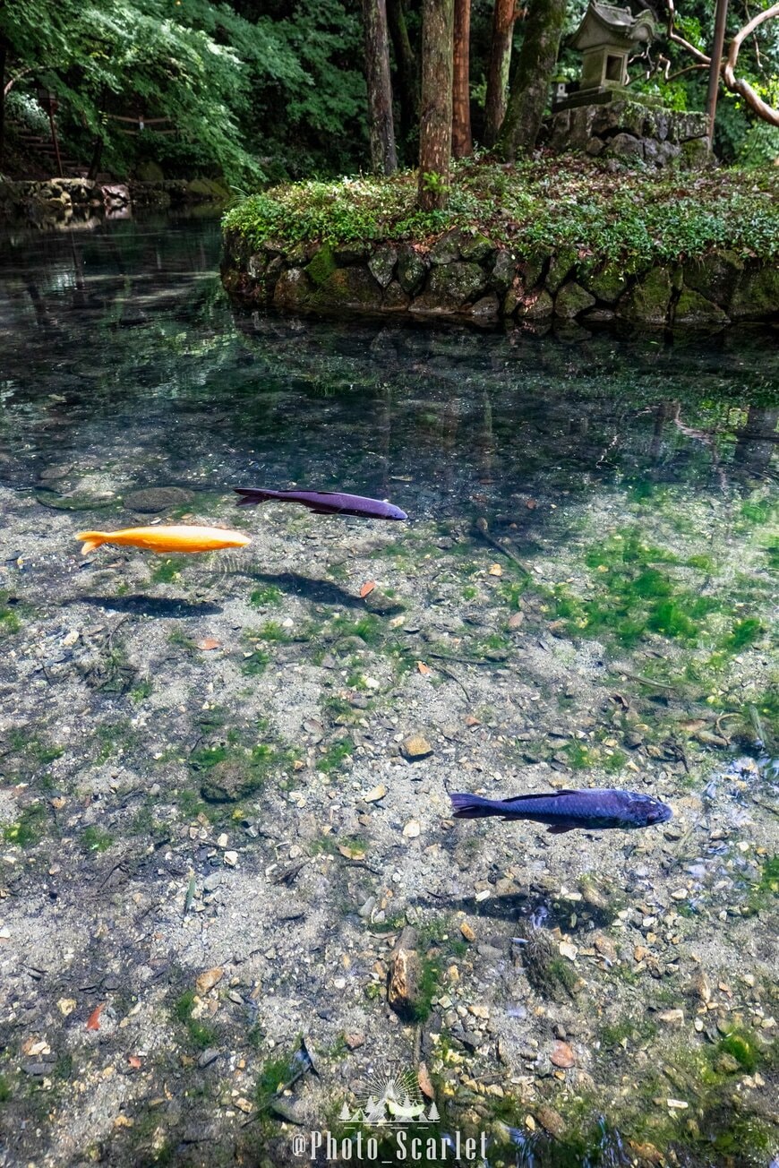 魚が浮いているように見える「関東のモネの池」