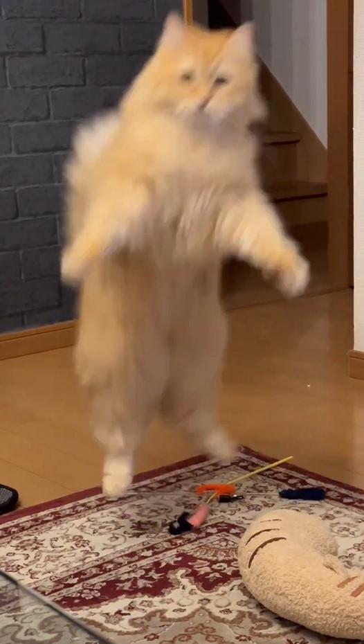 飛び上がる猫