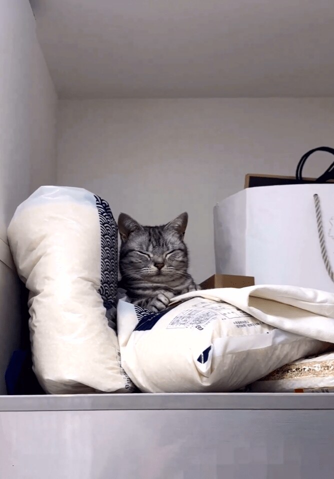 買い物袋の後ろにいた猫