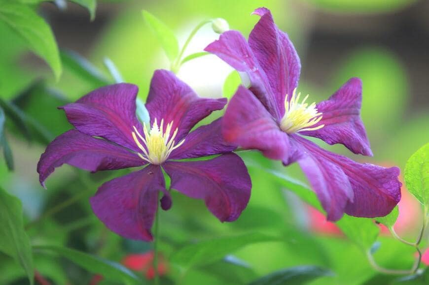 紫色の花を咲かせているクレマチス