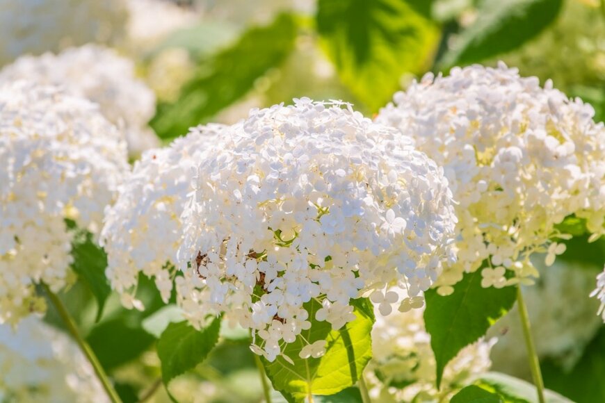 白いアジサイ、アナベルの花。