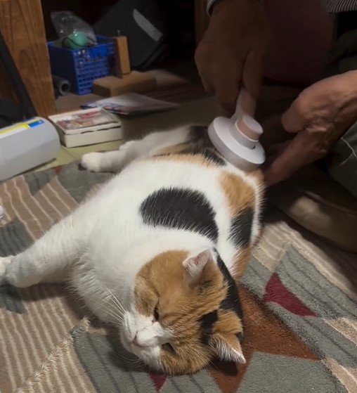 ブラッシングされる猫