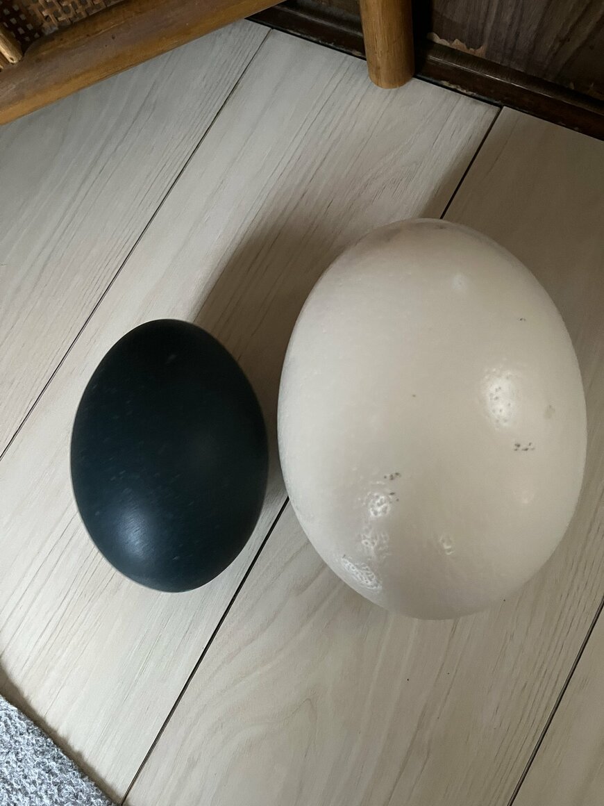 エミューとダチョウの卵の違い
