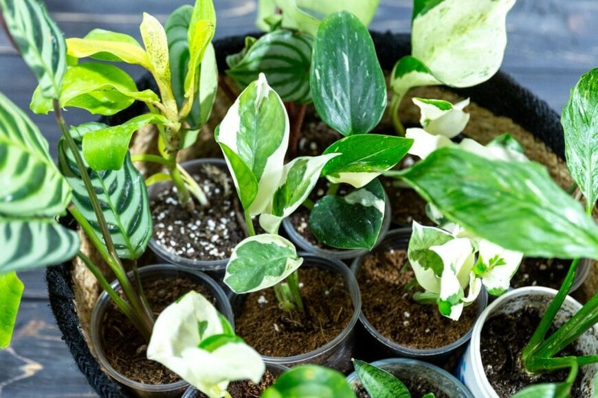 観葉植物の小さな苗。ポリポット鉢に植えられている。