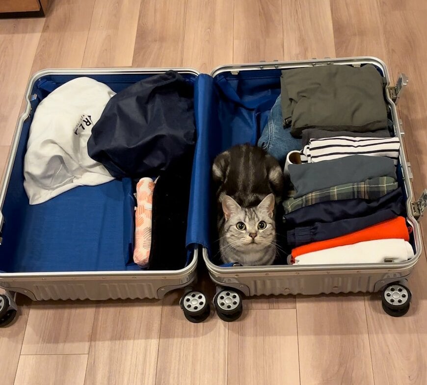 キャリーケースの中の猫