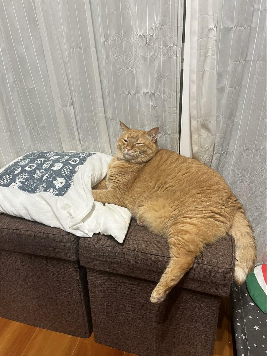 手を布団に入れる猫