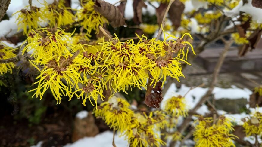 細長い黄色の花びらを弾けるように咲かせるマンサク
