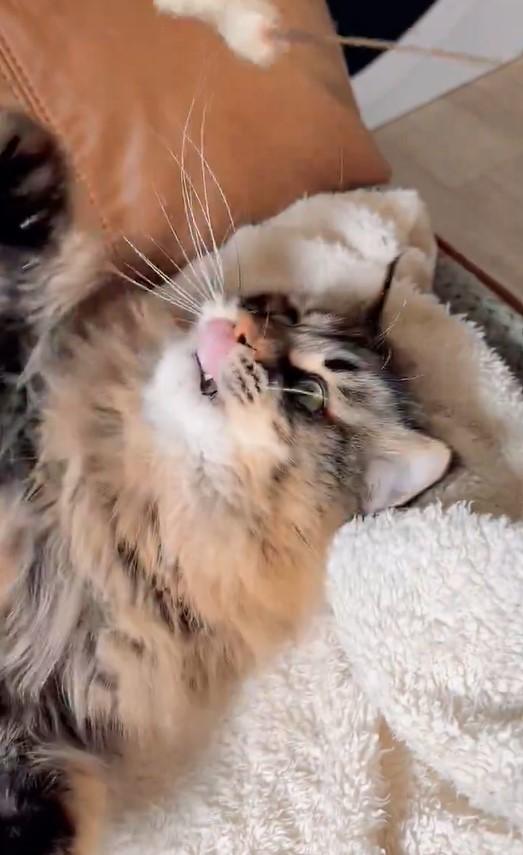 猫じゃらしで遊ぶ猫