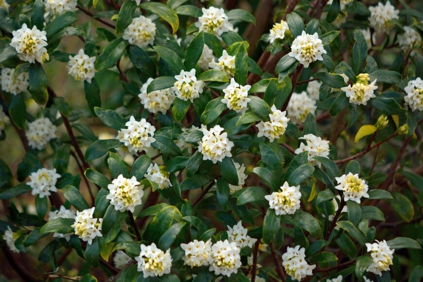 白い花を咲かせているシロバナジンチョウゲ