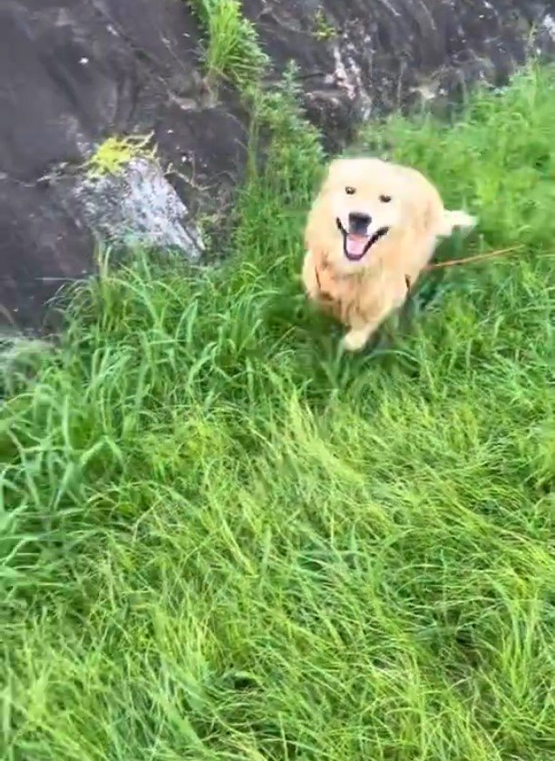 ゴールデンレトリバー