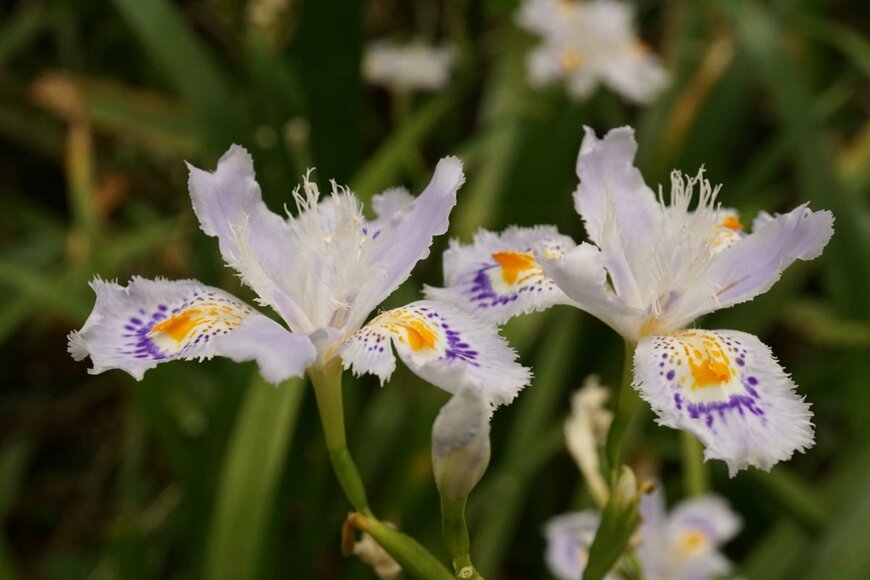 白い花びらに紫とオレンジの模様が入っているシャガの花