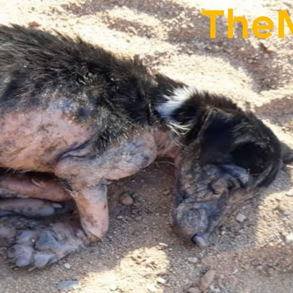 ガリガリに痩せ細って倒れていた仔犬を保護。見違えるように回復した姿に感動広がる LIMO編集部が感動の投稿をピックアップ！犬・猫の平均入手価格についても紹介 | LIMO | くらしとお金の経済メディア