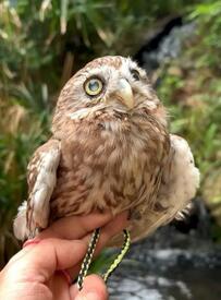 【街のオアシスとフクロウ】癒しの風景でポーズを決める姿がかわいすぎると話題に