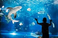 すみだ水族館、オリックスが運営している認知度は？ アンケート結果に思わず目を疑う