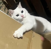 段ボールを処理しようとしたら　猫がとった行動にホッコリ