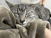 「これが…金縛り……」就寝中の猫ちゃんの行動に羨望の声