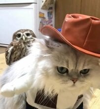 【君はともだち】フクロウとカウボーイ風の猫さん　可愛い仲良しコンビから目が離せない！　