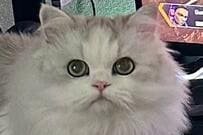 妻を見送り遊びに向かうと…猫のまさかすぎる行動に2万バズ