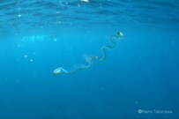 海中で撮影された「不思議なクラゲ」　撮影者に詳しい話を聞いてみると…