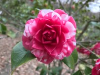 【関東有数の500品種】4月中旬まで見頃！多彩な江戸椿を鑑賞できる森林公園「江戸椿コレクション」