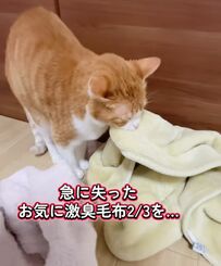 猫さんが臭いをつけまくった「激臭毛布」を洗濯した結果→驚愕の「能力」に再生回数18万超！