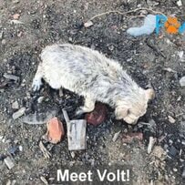 【保護犬】重傷を負い、人を恐れていた生後約2カ月の子犬 本当の家族と出会うまでの物語