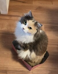 まるで女優！モフモフで美しい猫ちゃんが見せたクールな流し目にクギヅケ