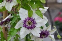 狭い庭やベランダOK【鉢植えクレマチス】おすすめ7品種＆来年もたくさん咲く「剪定＆育て方」