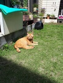 「これが、こう」猫を保護する前と後のビフォーアフター　外にいるときよりも「強そう」な姿にホッコリ