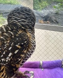 【猫に遭遇するフクロウ】日向ぼっこ中→突如現れた猫の表情を思わず二度見！