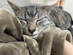 「これが…金縛り……」就寝中の猫ちゃんの行動に羨望の声
