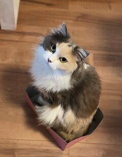 まるで女優！モフモフで美しい猫ちゃんが見せたクールな流し目にクギヅケ