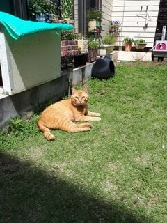 「これが、こう」猫を保護する前と後のビフォーアフター 外にいるときよりも「強そう」な姿にホッコリ