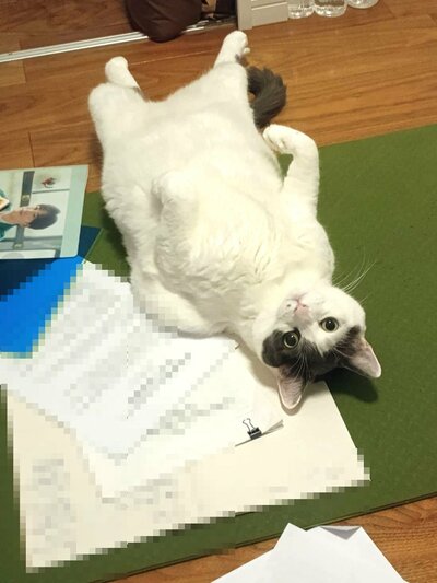 完全にリラックスしている様子です