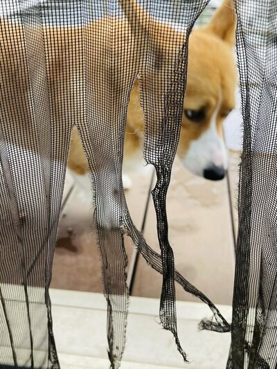 網戸を破壊したコーギー