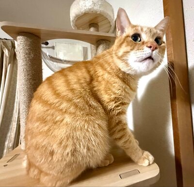 好奇心があふれるようなクリクリのお目目がかわいいリチャードくん