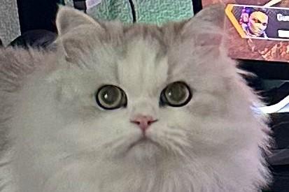 妻を見送り遊びに向かうと…猫のまさかすぎる行動に2万バズ