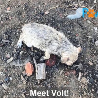 【保護犬】重傷を負い、人を恐れていた生後約2カ月の子犬 本当の家族と出会うまでの物語