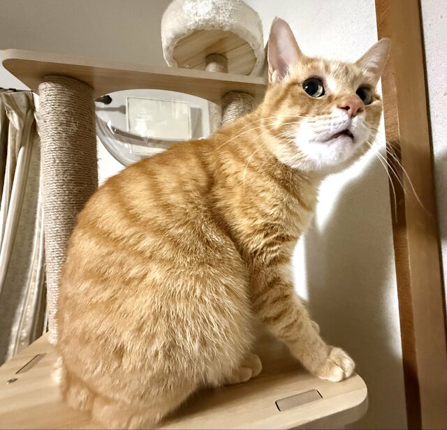 「どうしてこうなった…」元保護猫の切なげな”まさかの姿”がかわいいと話題