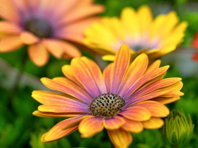 【センスを感じる】植えっぱなしで「毎年おしゃれな花が咲く」　玄関やお庭がナチュラルに華やぐ「多年草5選」