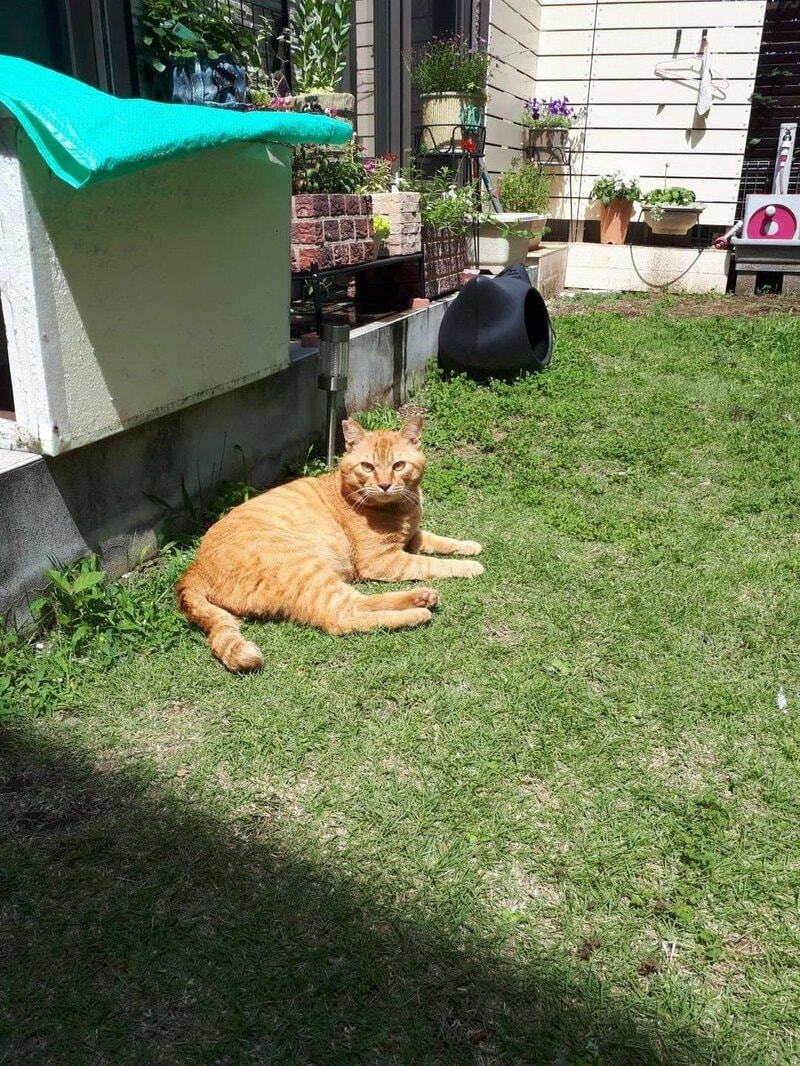 「これが、こう」猫を保護する前と後のビフォーアフター 外にいるときよりも「強そう」な姿にホッコリ