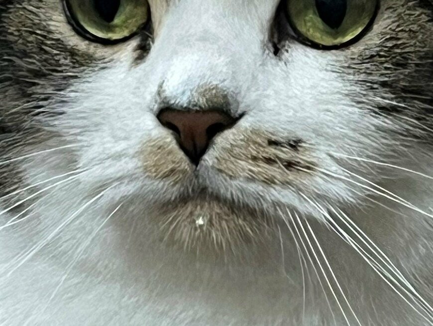 出所：@torotolo106106